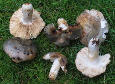Russula stenotricha