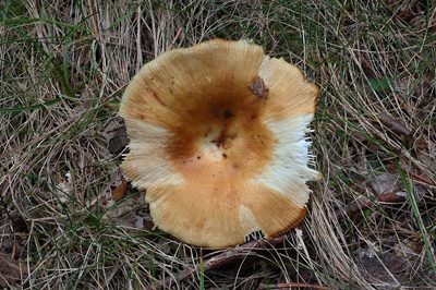 russula-subfoetens2