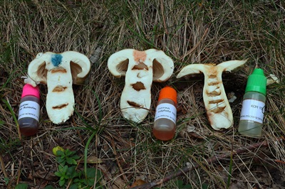 russula-subfoetens3