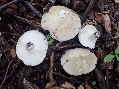 Russula subterfurcata
