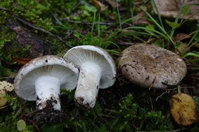 Russula ustulata
