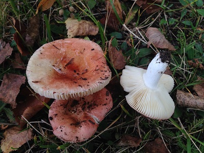 Russula velenovskyi