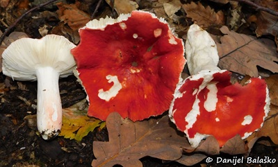 Russula velenovskyi