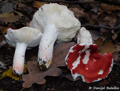 russula-velenovskyi1