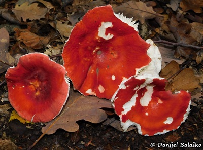 russula-velenovskyi2
