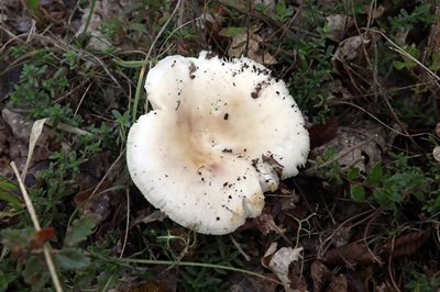 Russula versicolor