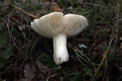 russula-versicolor1