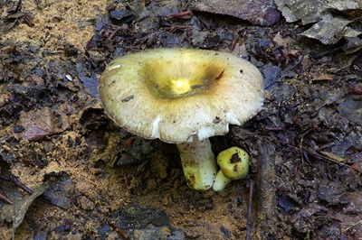 russula-violeipes1