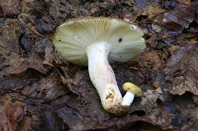 russula-violeipes2