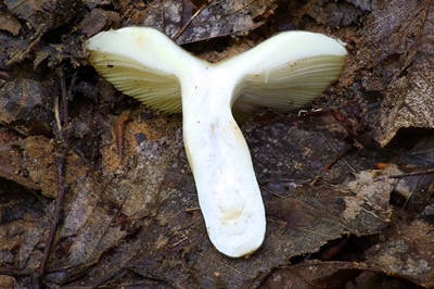 russula-violeipes3