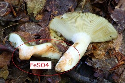 russula-violeipes4
