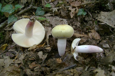 russula-violeipes5