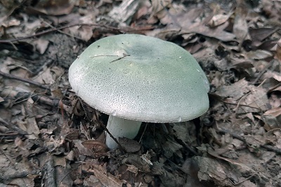 Russula virescens