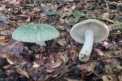 russula-virescens1