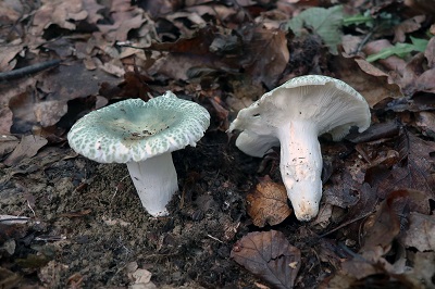 russula-virescens2