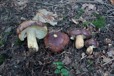 Russula viscida