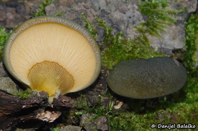 Sarcomyxa serotina