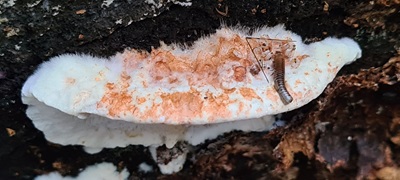 Sarcoporia polyspora