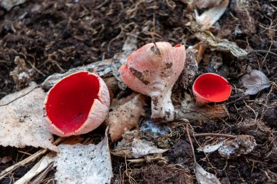 Sarcoscypha coccinea