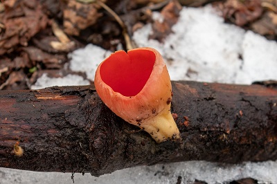 sarcoscypha-coccinea1