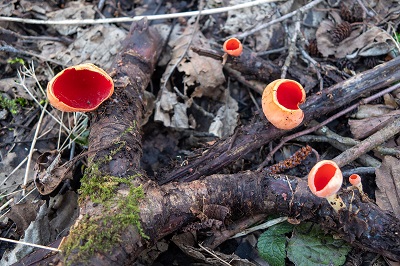 sarcoscypha-coccinea2