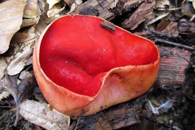 sarcoscypha-coccinea3