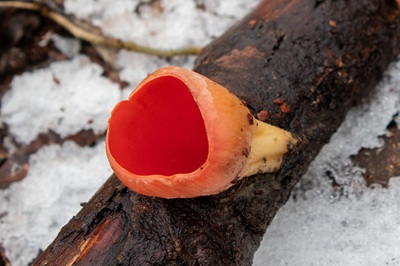 sarcoscypha-coccinea4