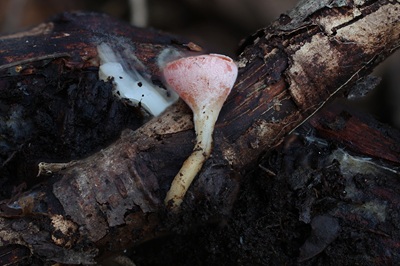 sarcoscypha-coccinea5