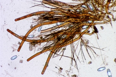 sarcoscypha-coccinea9