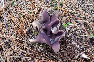 Sarcosphaera coronaria