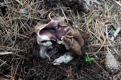 sarcosphaera-coronaria1