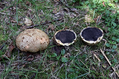 scleroderma-citrinum1