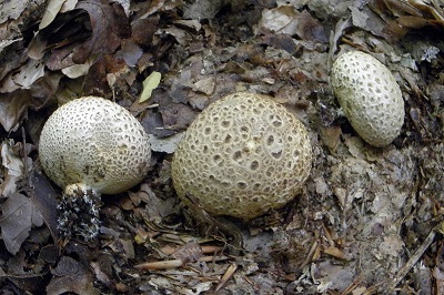 scleroderma-citrinum3