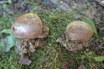 Scleroderma verrucosum