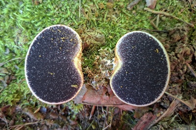scleroderma-verrucosum1