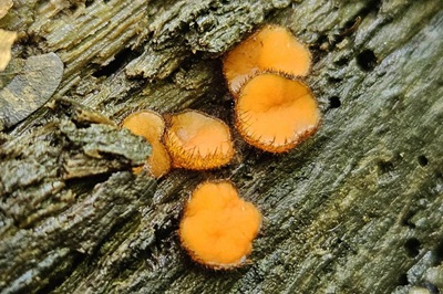 Scutellinia setosa