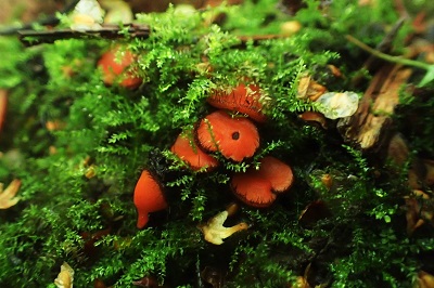 Scutellinia trechispora