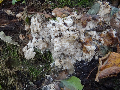 Sebacina epigaea