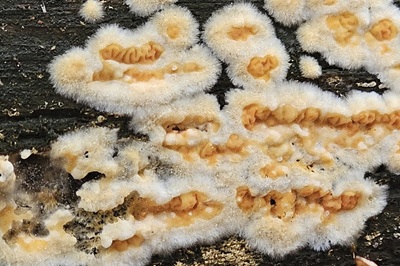 serpula-himantioides1