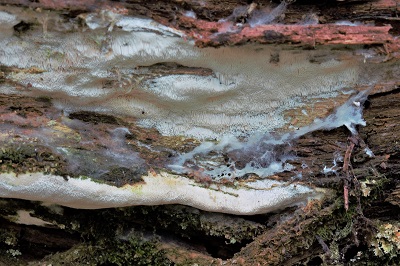 Sidera lenis