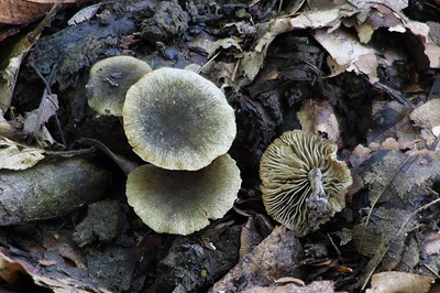 simocybe-centunculus3