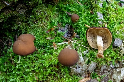 Simocybe sumptuosa