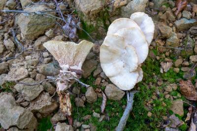 Sistotrema confluens