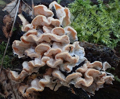 Skeletocutis amorpha