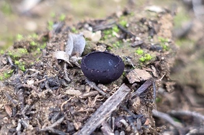 smardaea-planchonis1