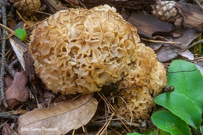 Sparassis crispa