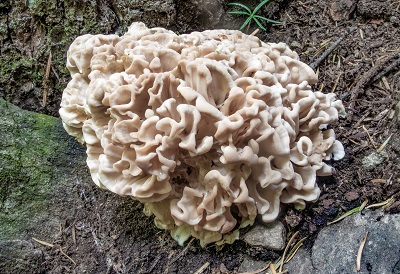Sparassis spathulata