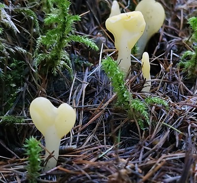 Spathularia flavida