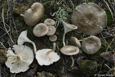 Spodocybe collina