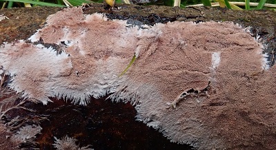Steccherinum fimbriatum